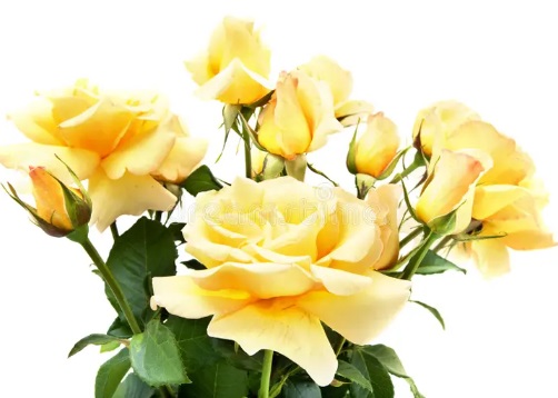 Yellow Rose Plant